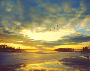 Monks Cove Geese