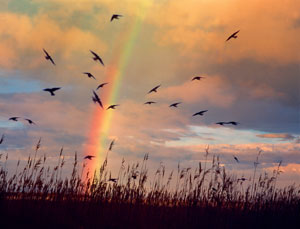 Rainbow Birds